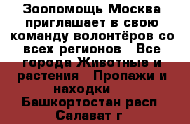 Зоопомощь.Москва приглашает в свою команду волонтёров со всех регионов - Все города Животные и растения » Пропажи и находки   . Башкортостан респ.,Салават г.